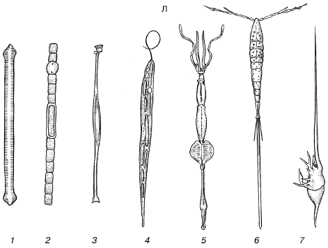 тела у планктонных организмов (по С. A. Зернову, 1949):