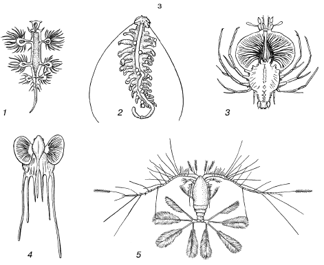 1– моллюск Glaucus atlanticus;