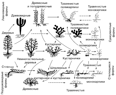 форм покрытосеменных растений и их предполагаемые связи (по И. Г. Серебрякову, 1955)