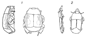    (   ,  W. Kuhnelt, 1970): 1