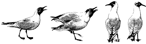 обыкновенной чайки (по Н. Тинбергену, 1970)