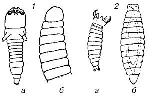 1– Opius fletcheri; 2 – Galesus sylvestrii (a – первый возраст,