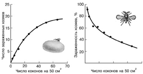   Dahlbomi-nus,    Neodiprion sertifer (