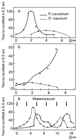 Paramaecium caudatum (жертва) и Didinium nasutum (хищник) при культивировании в