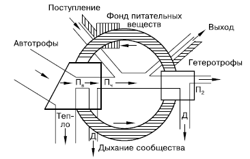 на фоне потока энергии (по Ю. Одуму, 1975): Пв – валовая продукция; Пч
