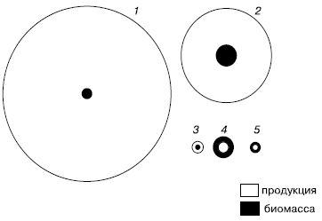 и биомассы у бактерий (1), фитопланктона (2), зоопланктона (3),