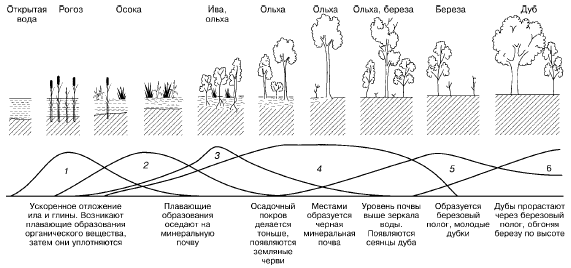 сукцессии при зарастании озера (по Д. Казенс, 1982): 1–6– смена доминирующих