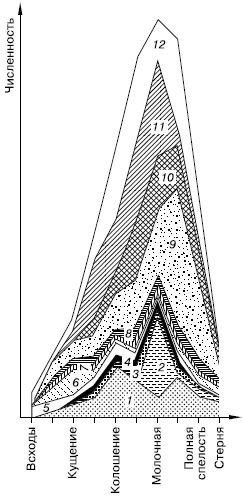 в стеблестое овса (по Н. И. Куликову, 1985): 1– цикадки; 2 – их личинки;