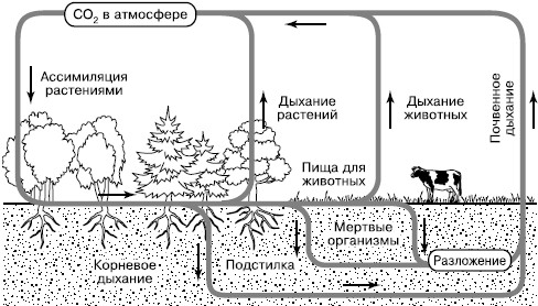 (по Б. Болину, 1972)