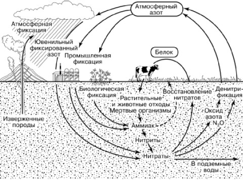 polyamines 1983