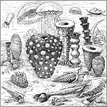 кембрия (из А. Ю. Розанова, 1986)