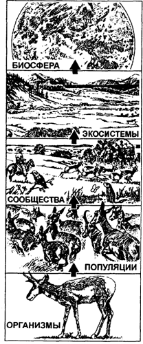 Сообщество, популяция, организм, орган, клетка и ген — основные уровни организации