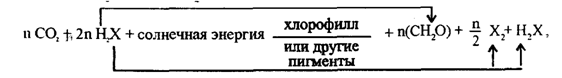 где Н2 Х — «донор» электронов; Н — водород; Х — кислород, сера или другие восстановители