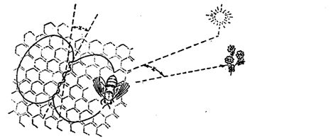  Рис. 4.6. «Виляющий» танец пчел (по В. Е. Кипяткову, 1991)