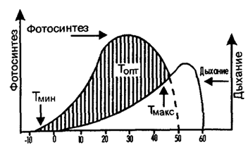 Рис. 4.8. Соотношение между фотосинтезом и дыханием