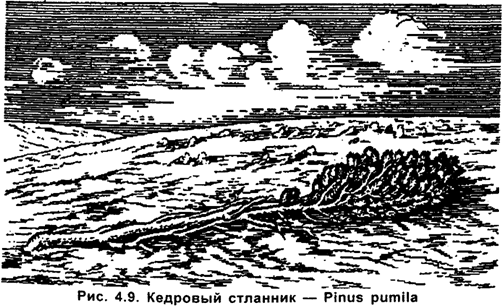 (из Д. П. Шенникова,1950)