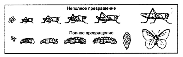 Рис. 8.9. Формы индивидуального развития насекомых
