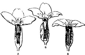 . 9.8.      (Primula vulgaris),
