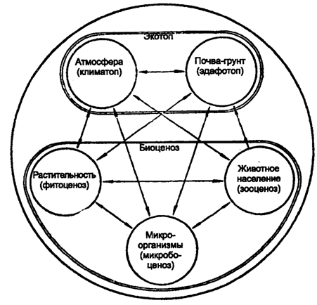 Рис. 11.1. Структура биоценоза и схема взаимодействия