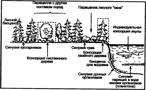 Рис. 11.8. Консорция, синузия и парацелла