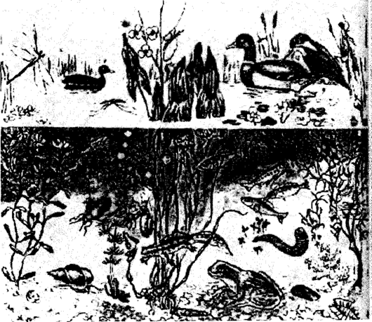 Рис. 11.16. Биоценоз пруда