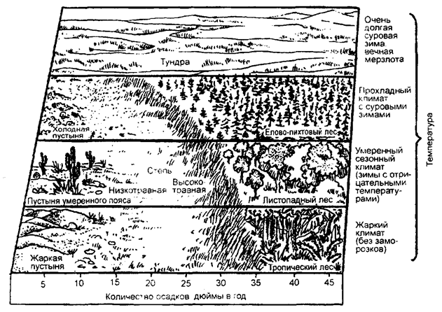 Рис. 12.2. Абиотические факторы и основные биомы (по Б. Небелу, 1993)