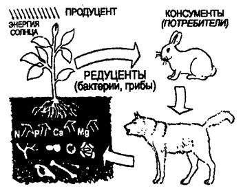 Рис. 12.5. Категории организмов экосистемы