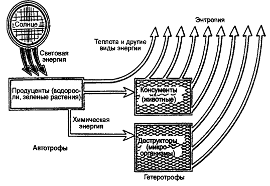 Рис. 12.19. Поток энергии в экосистеме (по Ф. Рамаду, 1981)