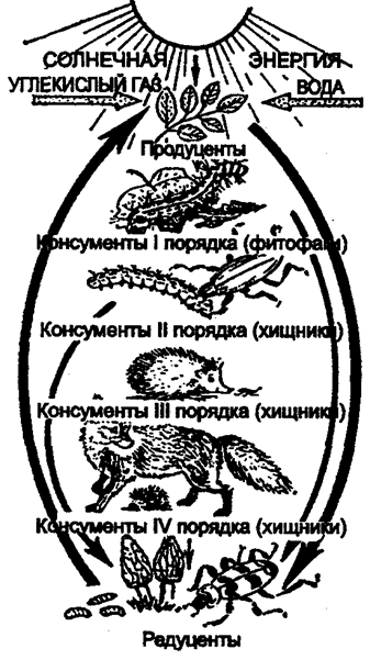 Рис. 12.20. Биотический круговорот веществ: пищевая цепь