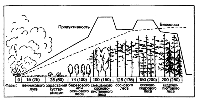 Рис. 12.38. Вторичная сукцессия сибирского темно-хвойного леса