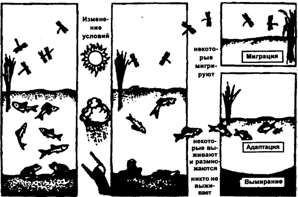 Рис. 12.39. Эволюционная сукцессия (по Б. Небелу, 1993)