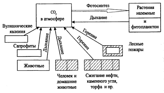 Рис. 13.16. Антропогенное воздействие на круговорот углерода