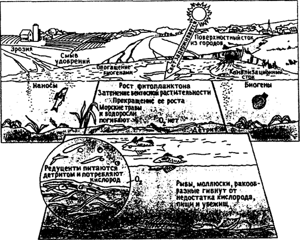 Рис. 15.6. Процессы эвтрофизации (по Б. Небелу, 1993)