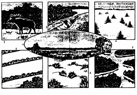 Рис. 16.5. Роль леса в природе (по Н. М. Черновой и др., 1995):
