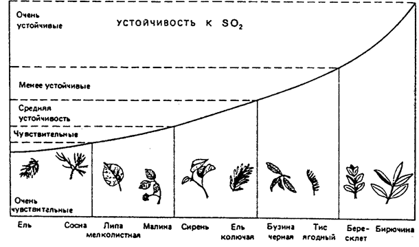 Рис. 16.9. Чувствительность различных деревьев и кустарников