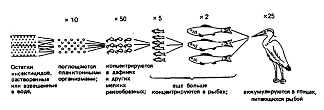 Рис. 18.23. Накопление инсектицидов в пищевых цепях (по Eichler, 1969)