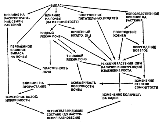 Рис. 18.28. Схема действия факторов выпаса (по А. Элленбергеру, 1963)