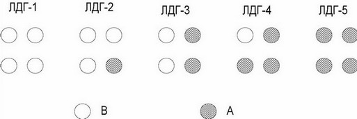 Тетрамерная структура изоферментов ЛДГ млекопитающих