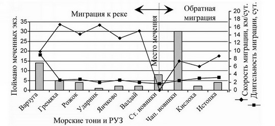 Рис. 6. Распределение лосося вдоль Терского берега, помеченного на тоне «Стрельнинские