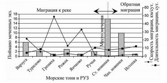 Рис. 7. Распределение лосося вдоль Терского берега, помеченного на тоне «Стрельнинские