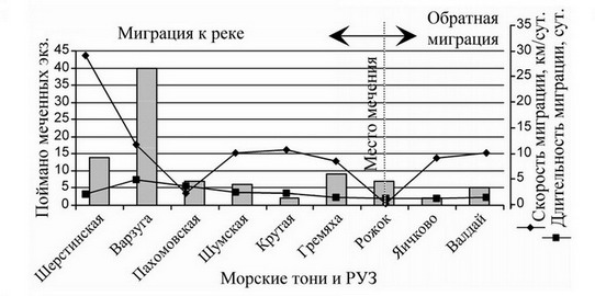 Рис. 8. Распределение лосося вдоль Терского берега, помеченного на тоне «Рожок»