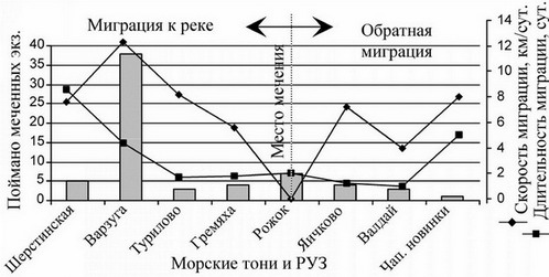 Рис. 9. Распределение лосося вдоль Терского берега помеченного на тоне «Рожок»